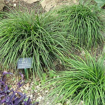 Ophiopogon bodinieri unspecified picture