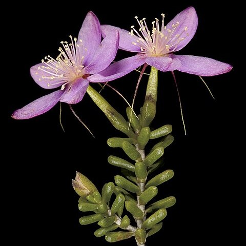 Calytrix oldfieldii unspecified picture