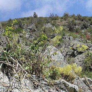 Valeriana atacamensis unspecified picture