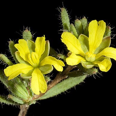 Hibbertia diamesogenos unspecified picture