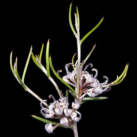 Grevillea umbellulata unspecified picture