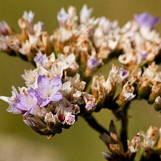 Limonium limbatum unspecified picture