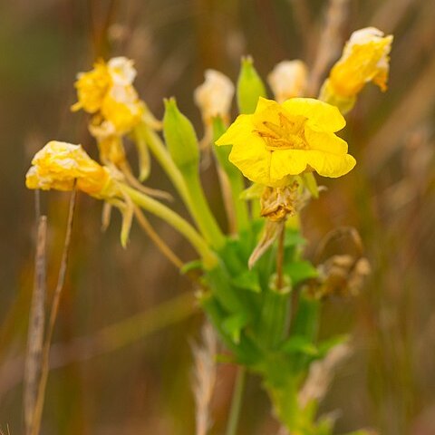 Aureolaria grandiflora unspecified picture