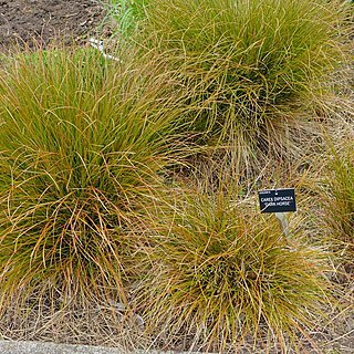 Carex dipsacea unspecified picture