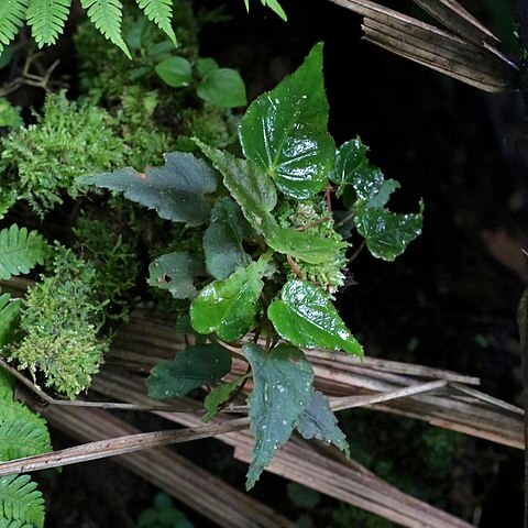 Begonia maurandiae unspecified picture