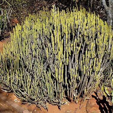 Euphorbia lydenburgensis unspecified picture