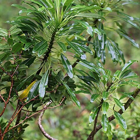 Cyanea kahiliensis unspecified picture