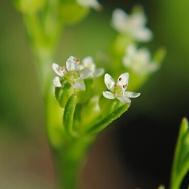 Ammoselinum rosengurtii unspecified picture