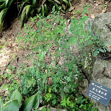 Thalictrum cirrhosum unspecified picture