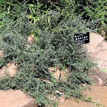 Cotoneaster poluninii unspecified picture