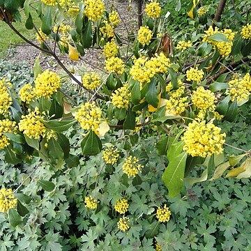 Pittosporum brevicalyx unspecified picture