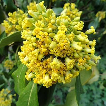 Pittosporum brevicalyx unspecified picture