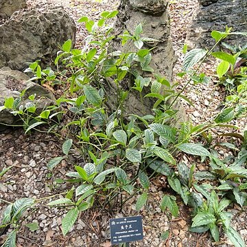 Chloranthus elatior unspecified picture