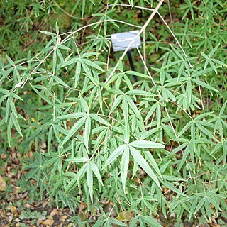 Acer pentaphyllum unspecified picture