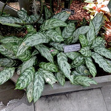 Aglaonema marantifolium unspecified picture