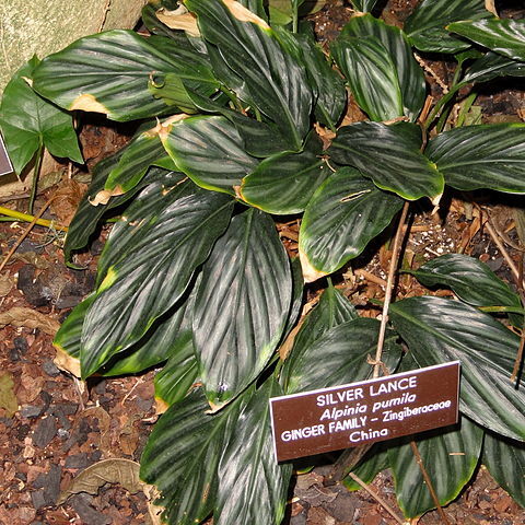 Alpinia pumila unspecified picture