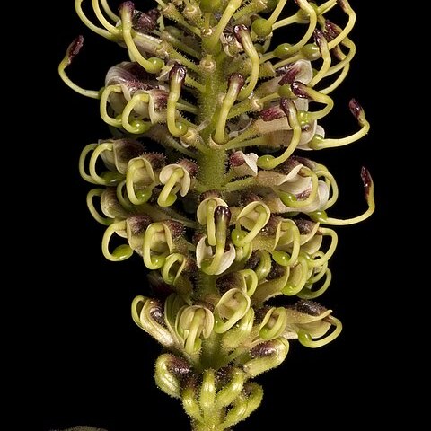 Grevillea eryngioides unspecified picture