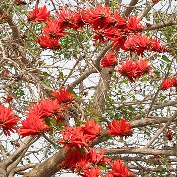 Erythrina corallodendron unspecified picture