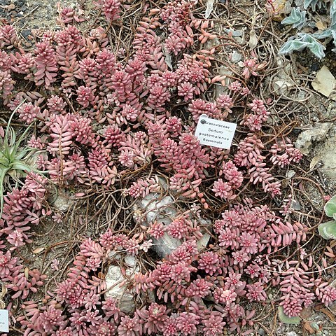 Sedum guatemalense unspecified picture