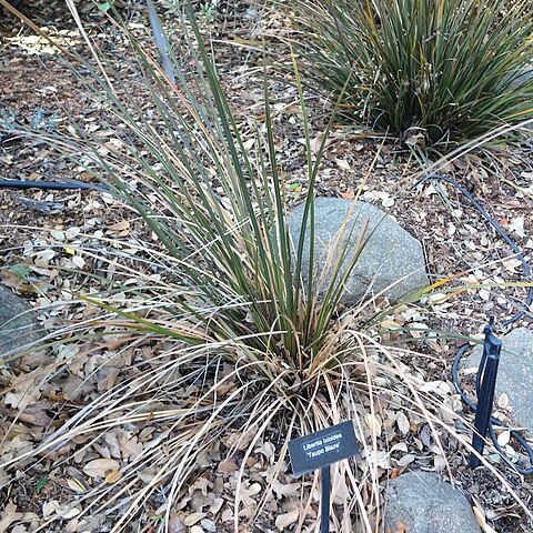 Libertia ixioides unspecified picture