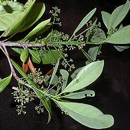 Mezilaurus revolutifolia unspecified picture