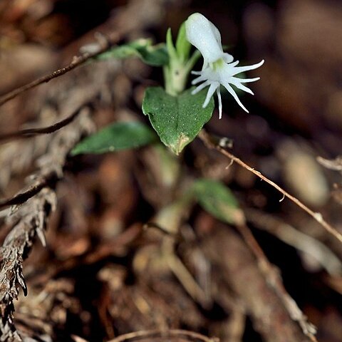 Cheirostylis octodactyla unspecified picture