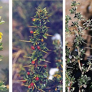 Berberis ruscifolia unspecified picture