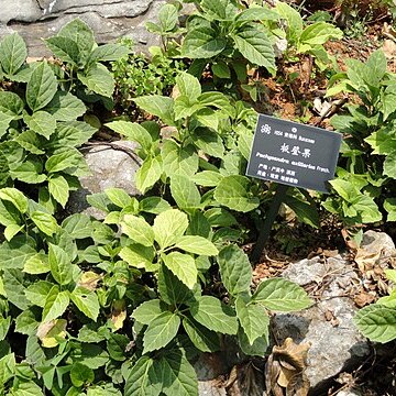 Pachysandra axillaris unspecified picture