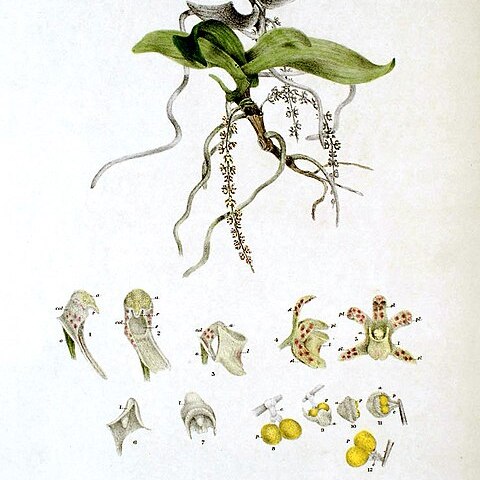 Peristeranthus unspecified picture