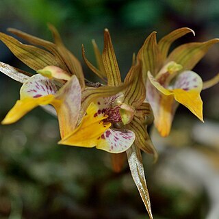 Tainia cordifolia unspecified picture