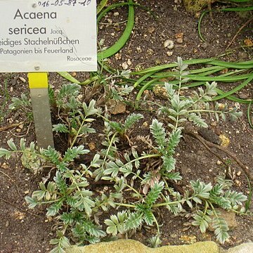 Acaena sericea unspecified picture