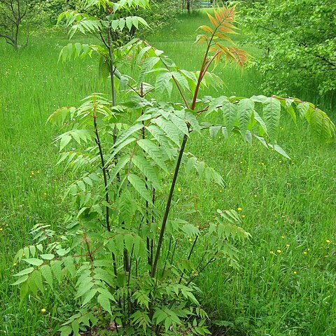 Dipteronia sinensis unspecified picture