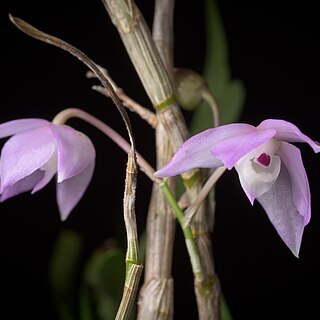 Dendrobium hercoglossum unspecified picture