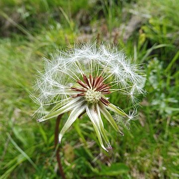 Taraxacum schroeterianum unspecified picture