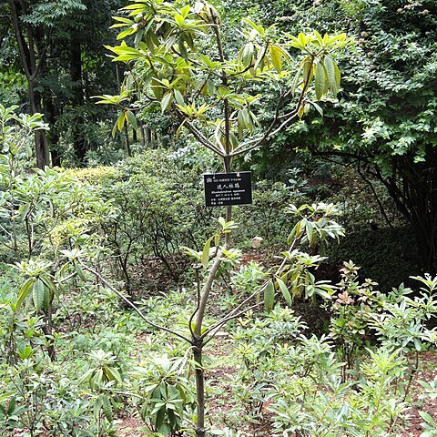 Rhododendron decorum unspecified picture