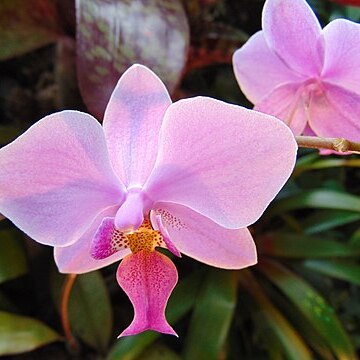 Phalaenopsis veitchiana unspecified picture