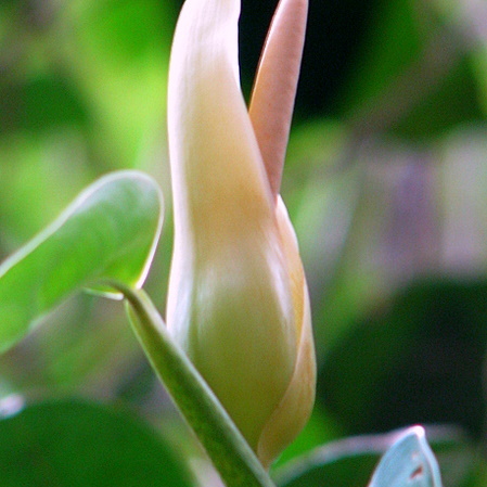 Philodendron surinamense unspecified picture