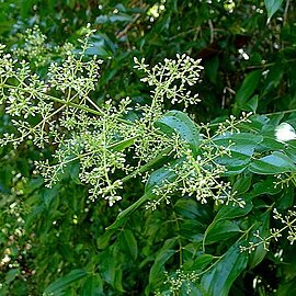 Miconia brasiliensis unspecified picture