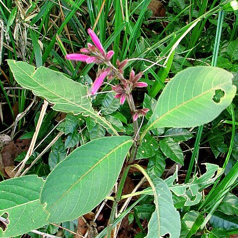 Ruellia cearensis unspecified picture