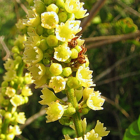 Gouania blanchetiana unspecified picture