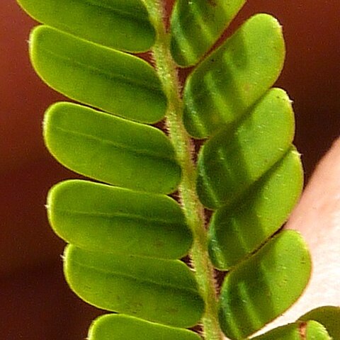 Stryphnodendron pulcherrimum unspecified picture