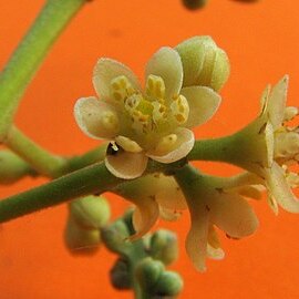 Ocotea lancifolia unspecified picture