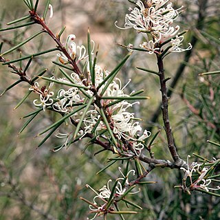 Hakea rostrata unspecified picture