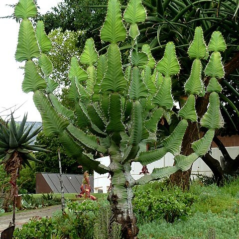 Euphorbia fortissima unspecified picture