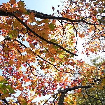 Acer sieboldianum unspecified picture