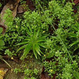 Paepalanthus myocephalus unspecified picture