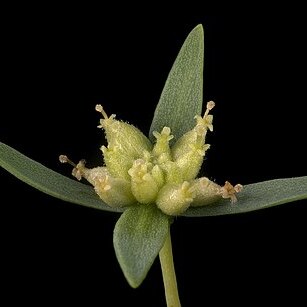 Pimelea microcephala unspecified picture