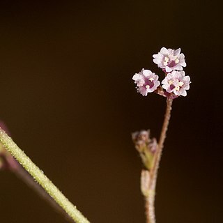 Boerhavia triquetra unspecified picture