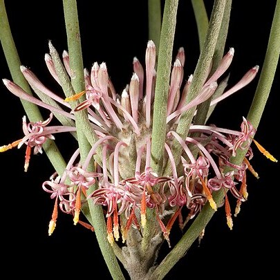 Isopogon scabriusculus unspecified picture