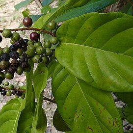 Coccoloba arborescens unspecified picture